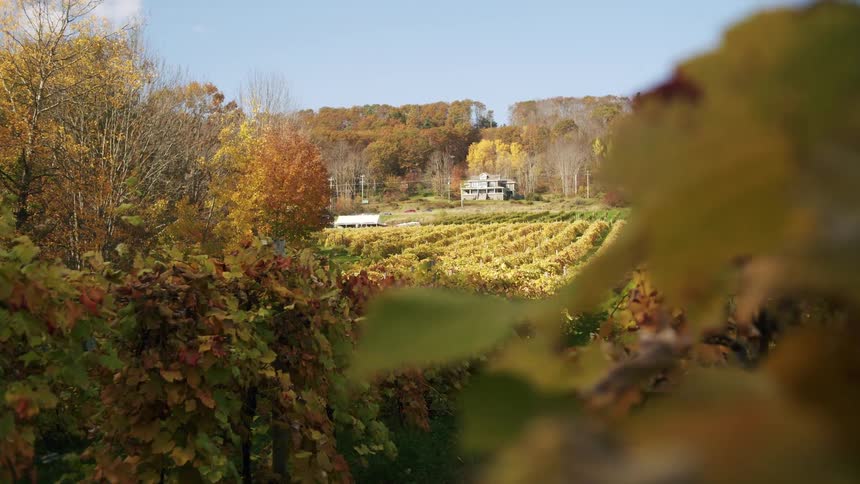Grape plantation in a field with trees in the background