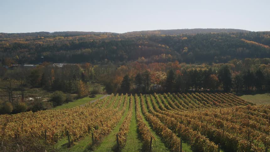 Landscape of a grape plantation with a forest in the background