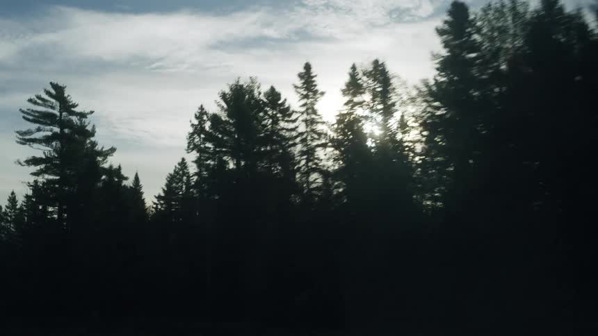 The sun flares over the large forest