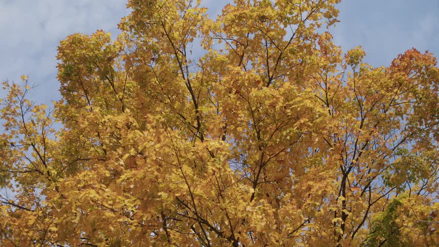 The large tree is full of yellow leaves