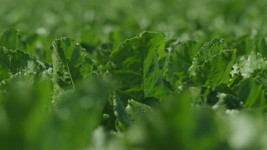 The crops are full of green vegetables