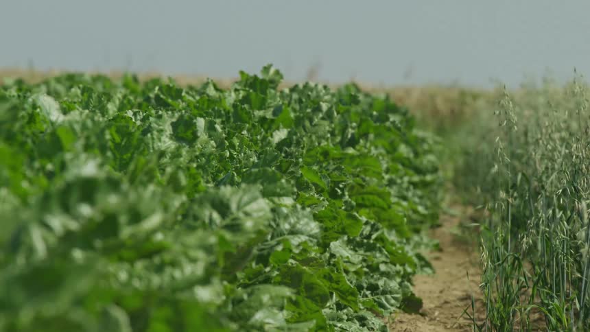 Wind blows the crops on the farm