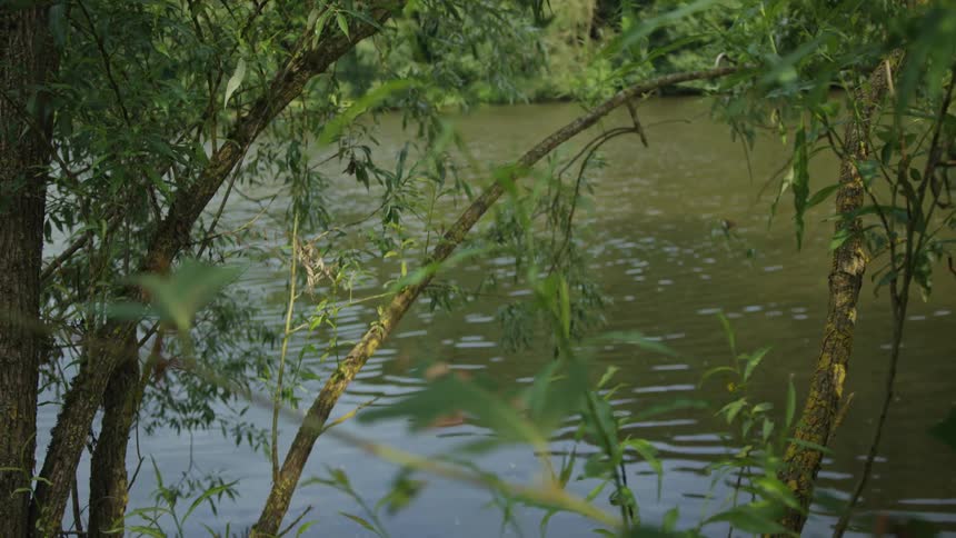 Plants and vegetation along the coast as trees hanging over the river