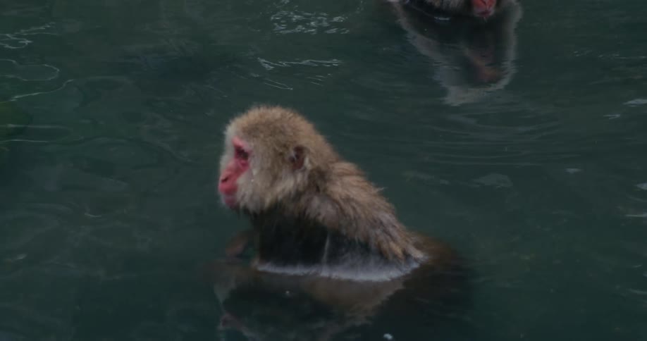 Monkey drifting on a shallow pool of water near another monkey standing still outdoors during day time