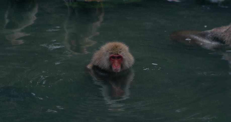 A small japanese snow monkey soaks contentedly in a dark hot spring picking at something in its hands as others relax nearby