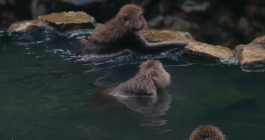 Multiple japanese macaques with thick wet fur soak in a steaming outdoor hot spring while one monkey in the foreground eats and another swims toward the stone edge