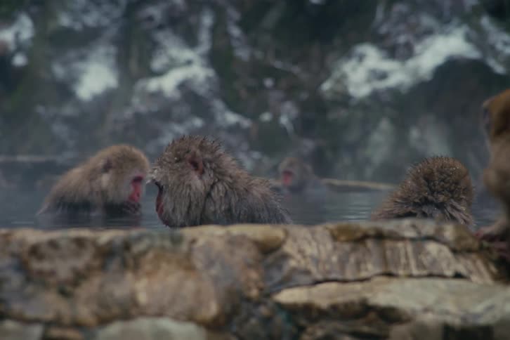 Snow monkeys immersed in a hot spring pool behind a stone edge in a rocky setting