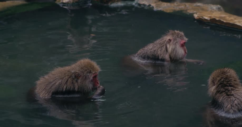 Several japanese snow monkeys find a peaceful respite from the cold soaking contentedly together in the dark warm waters of a natural hot spring