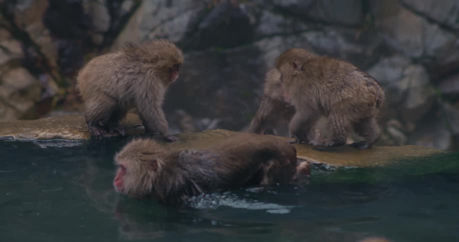This video shows a group of japanese macaques often called snow monkeys gathering around a steaming natural hot spring several monkeys huddle together on the rocky edge while others slowly wade into the warm water to escape the cold