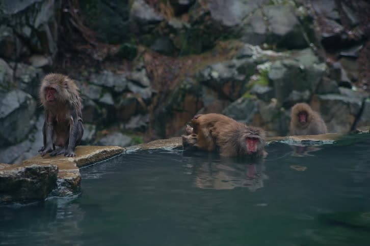 Three snow monkeys sitting in a steaming thermal pool surrounded by rugged grey rocks