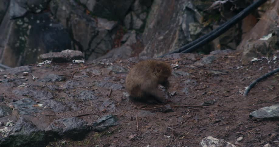 The monkey is grazing on the ground