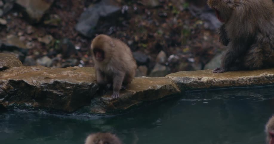 The monkeys sit and swim around the spring