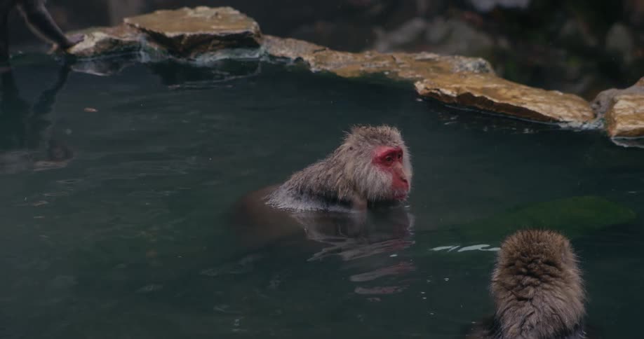 The monkeys are drinking and bathing in the spring
