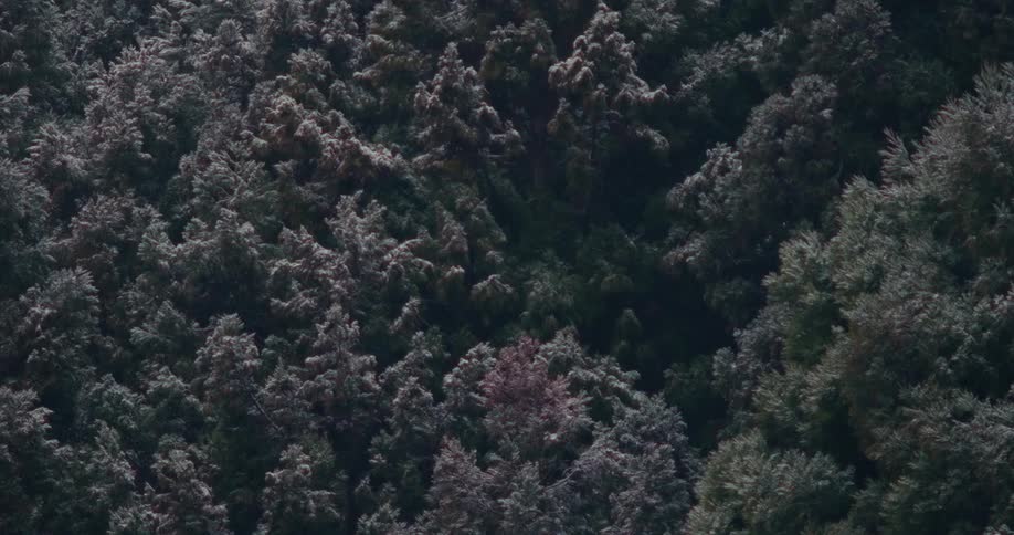 Dense forest canopy seen from above with variations in vegetation color