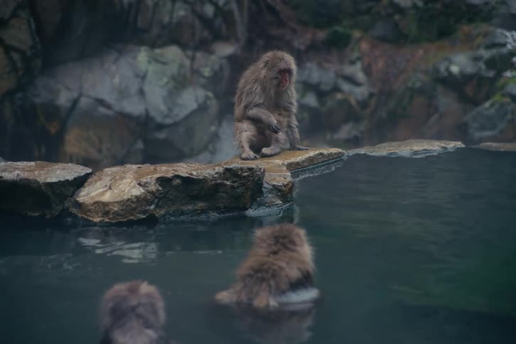Monkeys in the water and walking along the coast