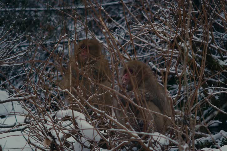 Two snow monkeys sit close together among snow covered branches in a winter forest