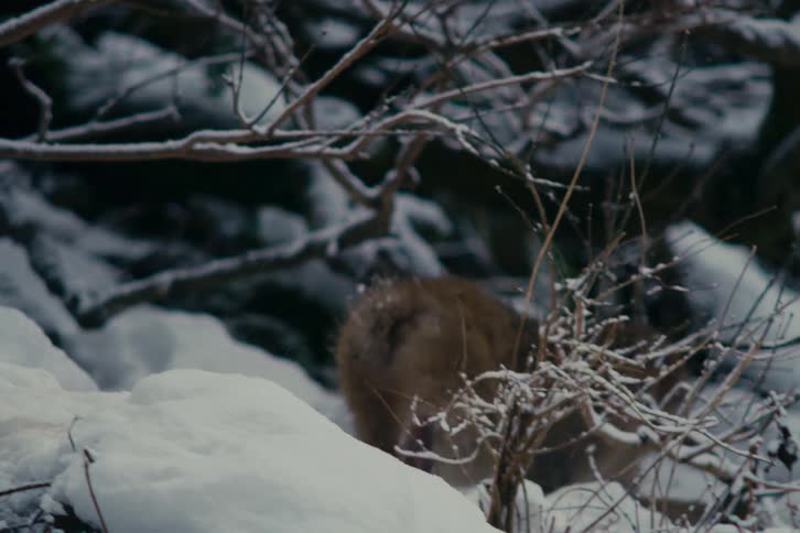 Monkey sitting on snow among icecovered branches in a forest environment
