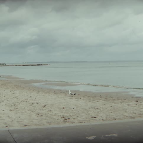 Pigeon walking on a strip of sand with oats by the sea under a cloudy sky and calm sea