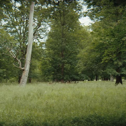 A herd of deer grazes quietly in a lush green meadow surrounded by a dense forest in the foreground a tall barkless tree trunk stands out against the vibrant foliage