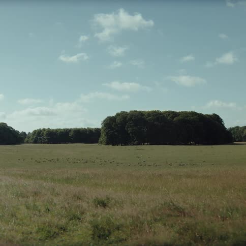 A view of a large flat field of dry grass under a clear blue sky with a few white clouds leading to a dense line of green trees in the distance