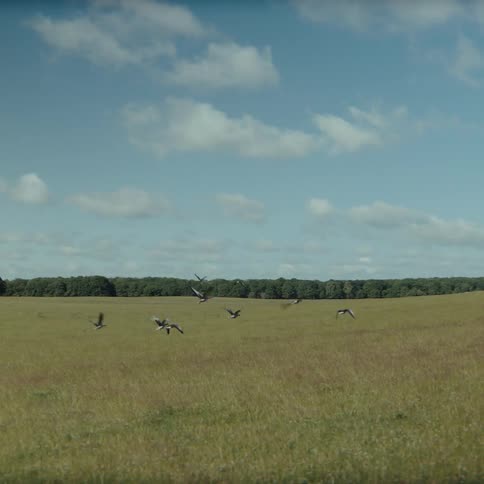 A flock of birds takes flight from a vast golden field and flies toward a distant line of green trees under a bright sky with scattered clouds
