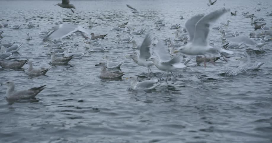Flock of seagulls flying over and resting on the water surface in a coastal area
