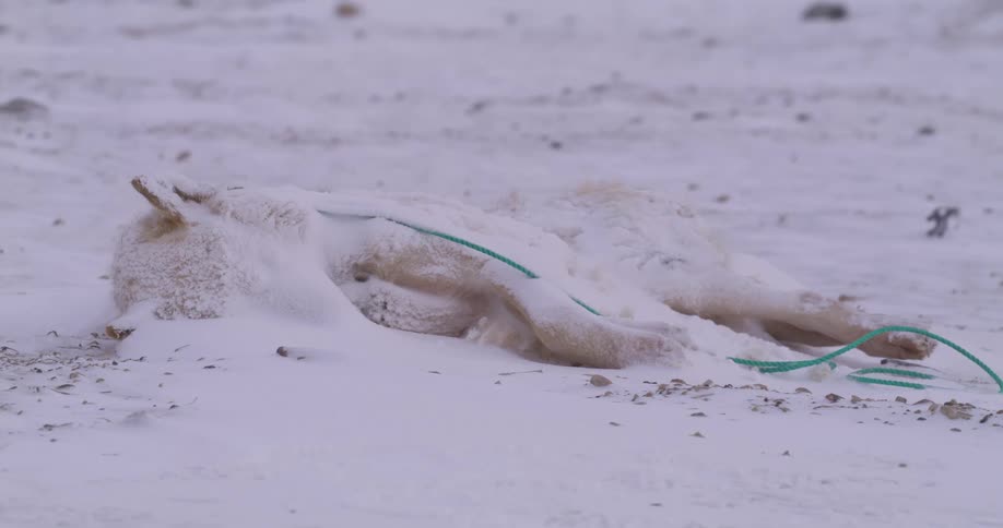 A white dog with a green leash lies on its side and is covered in a layer of fresh snow on the ground