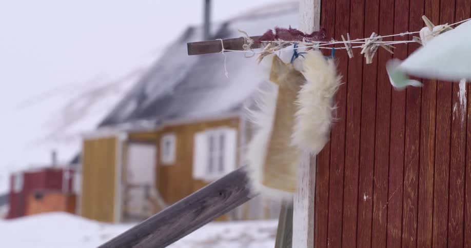White fur skins dry on a clothes line next to a house