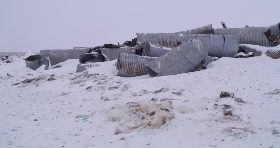Large pieces of rusted and dented corrugated metal pipes lie piled together in a desolate snowcovered landscape under an overcast sky with patches of animal fur and small debris scattered across the frozen ground in the foreground