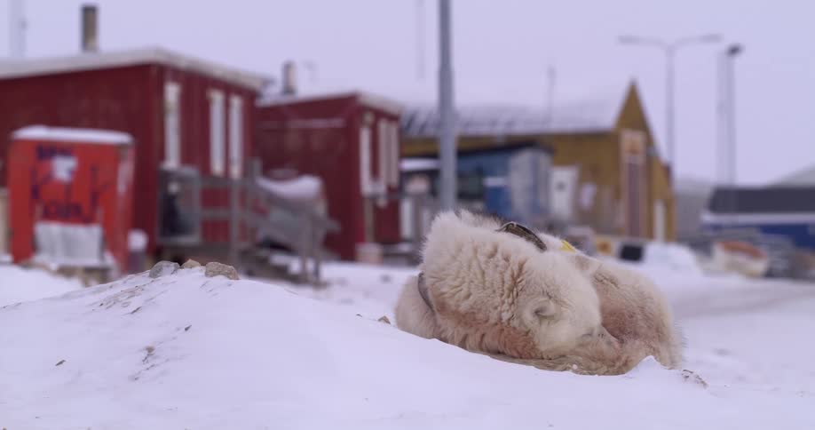 Dog sleeping in the snow outside of houses and buildings