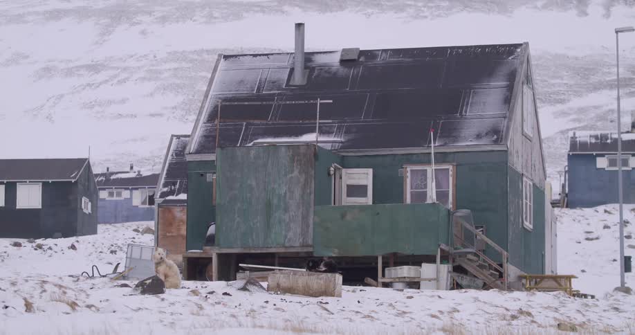 Elevated house in a snowcovered polar settlement with a polar bear near the structure