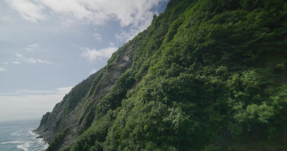 Plants and vegetation on the side of a mountain cliff along the coast