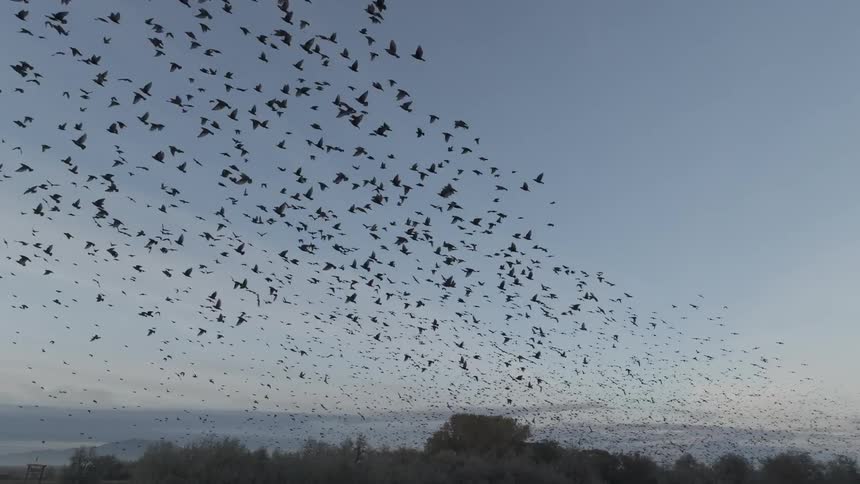 Flock of birds flying in a large formation over an open landscape at dusk
