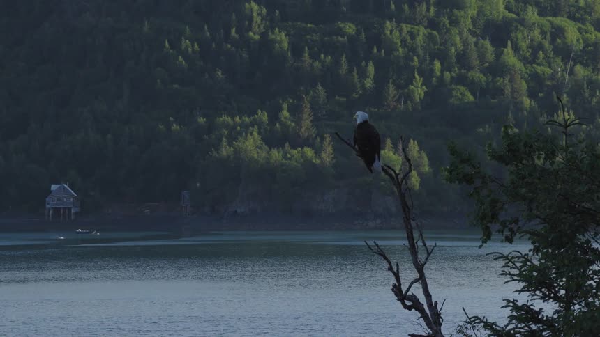 A bald eagle is perched on a bare tree branch overlooking a calm body of water with a forested mountain and a small building in the background