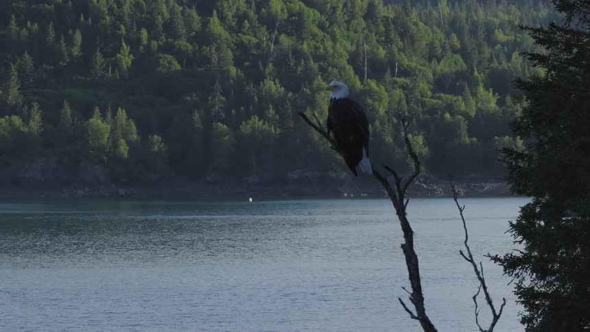 Bald eagle perched on a bare branch beside a lake surrounded by forest