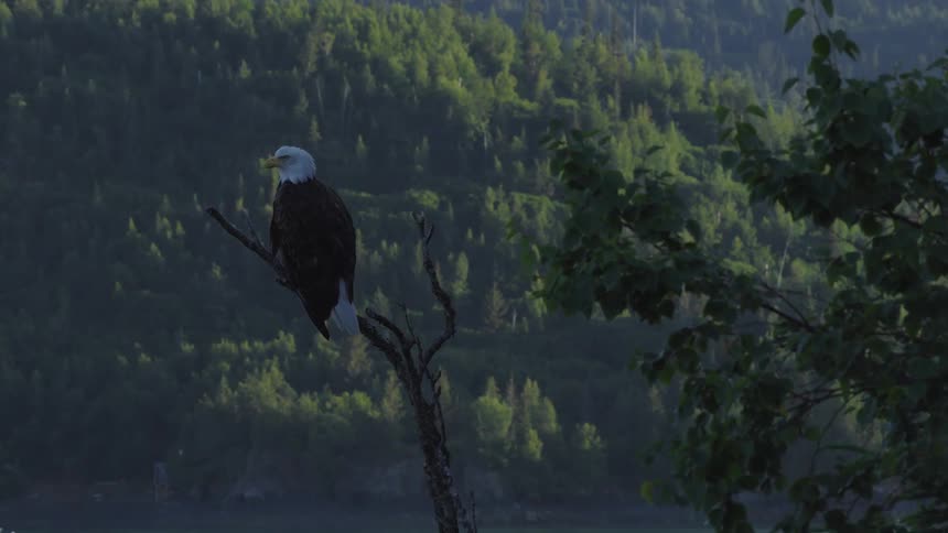 An eagle sits on a tree branch overlooking a forested mountain valley river