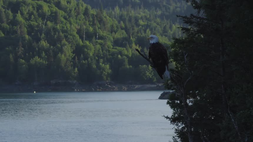 Bald eagle perched on a dry branch by a lake surrounded by forest