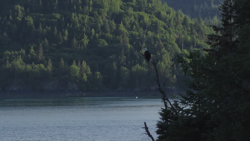 The eagle watches over the river from the tree on the mountain