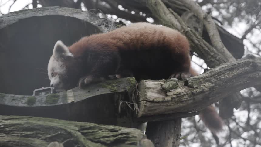 A red panda carefully climbs across a thick weathered tree branch toward a hollowedout wooden shelter