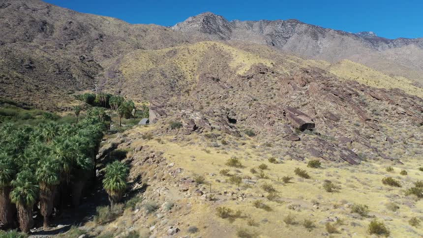 An aerial shot sweeps over a cluster of vibrant green palm trees nestled within a rugged arid desert canyon beneath clear blue skies