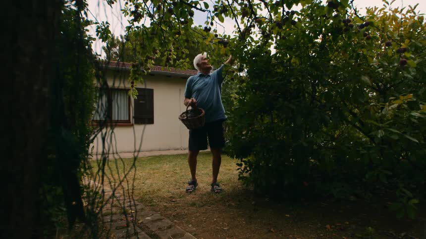 An elderly man with gray hair stands in his backyard at midday plucking leaves from the trees and placing them into the basket he holds in his hand