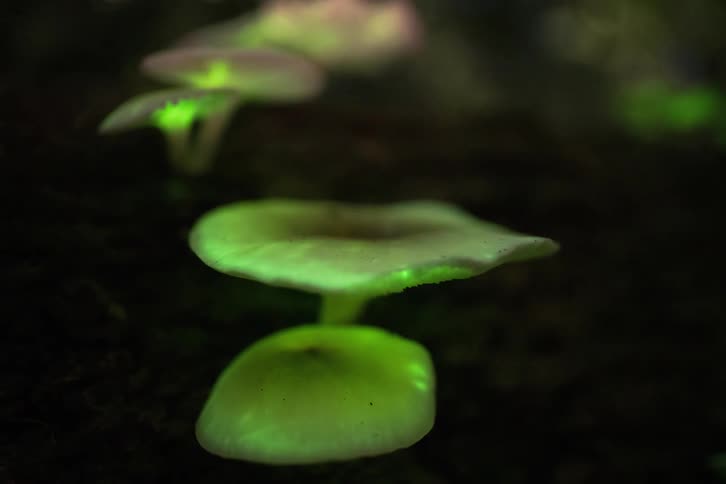 A small slug rests on the glowing green cap of a bioluminescent mushroom in a dark forest looking forward with quiet stillness