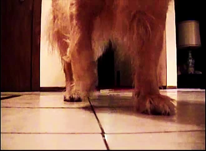 Dog walking around the house