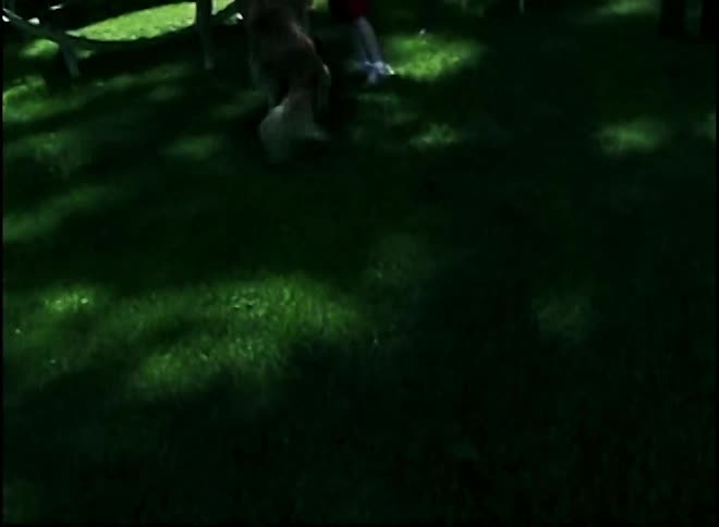Dog running through the grass with the children