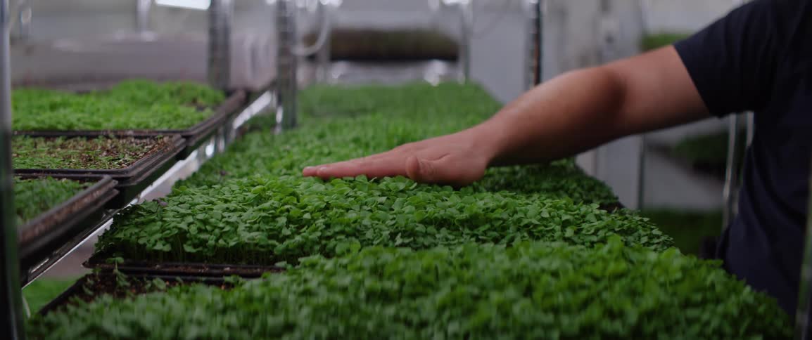 Hand touches green sprouts grown in aligned trays inside an indoor greenhouse