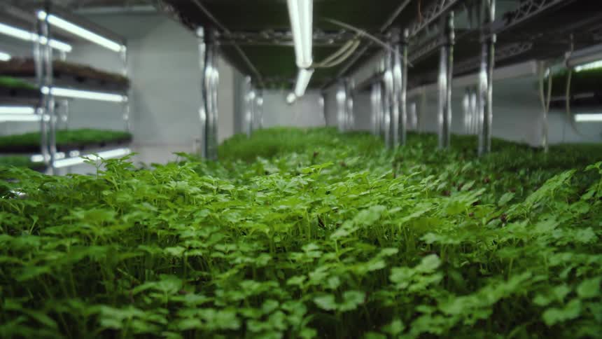 The greens are growing in the greenhouse