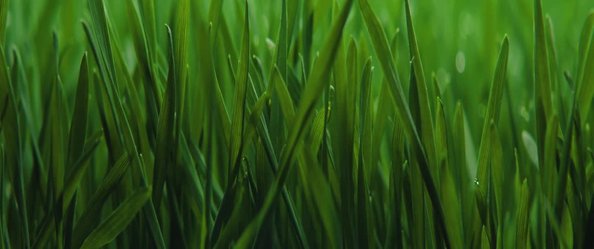 Deep green blades of grass stand vertically filling the frame with a dense and textured pattern tiny droplets of dew cling to the edges of the leaves catching a soft light that creates a gentle shimmer across the field