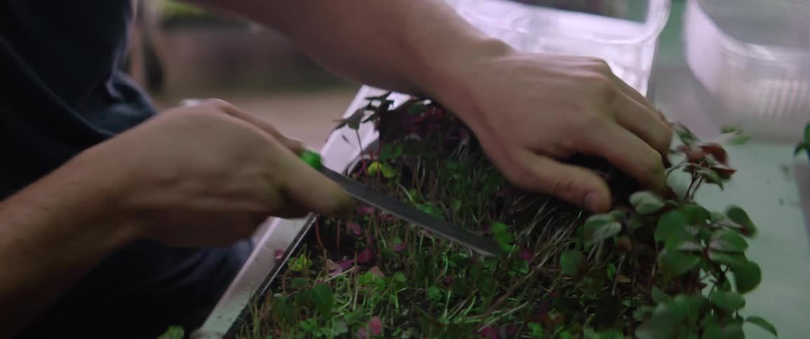 Person harvests green sprouts with scissors from a growing tray indoors