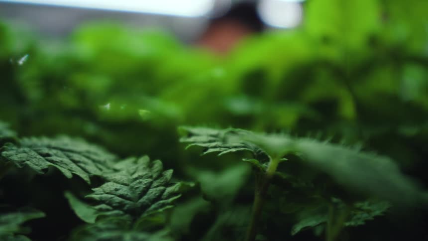 Sunlight shines on mint plants and leaves