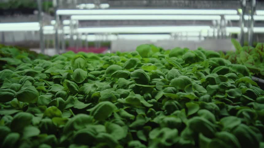 A greenhouse filled with basil plants at midday sunlight shines through the clear panels making the green leaves look bright and fresh as the plants grow in neat rows
